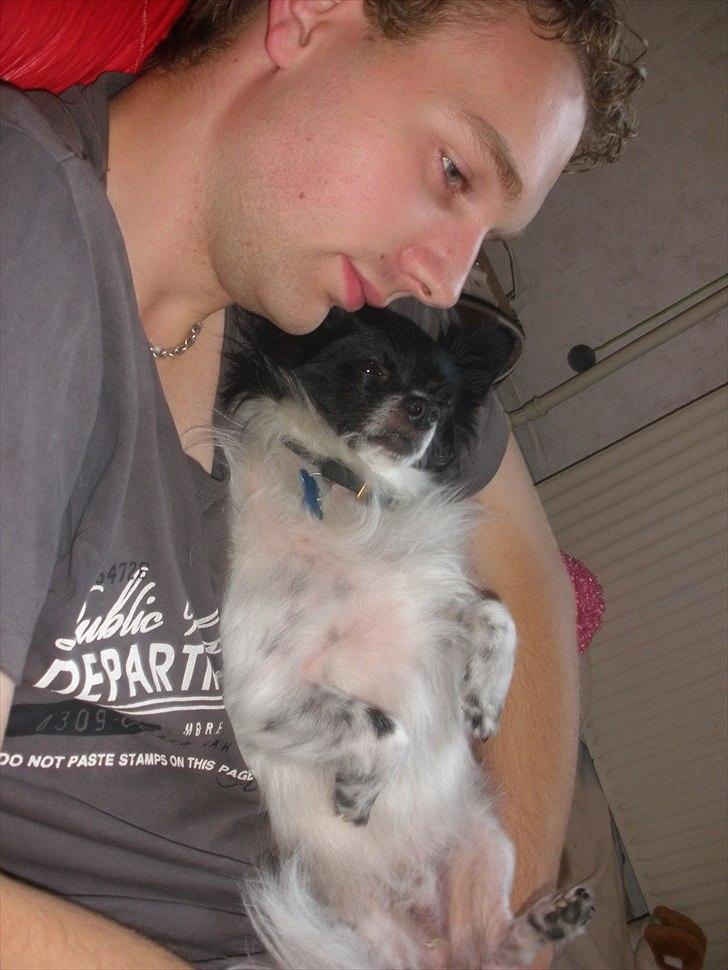 Blanding af racer Keld chihuahua/papillon - putte med far billede 14