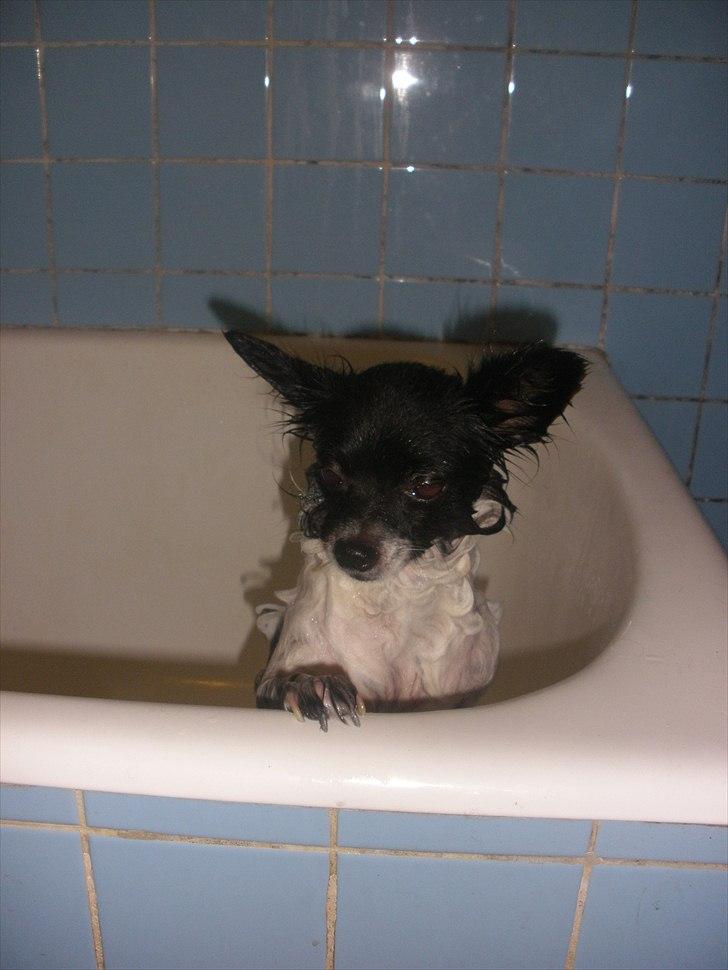 Blanding af racer Keld chihuahua/papillon - man har lige været i bad billede 15