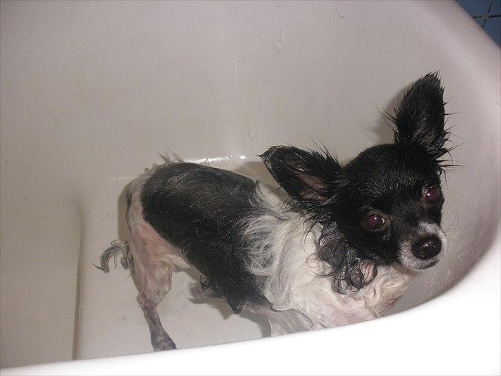 Blanding af racer Keld chihuahua/papillon - man har lige været i bad billede 16