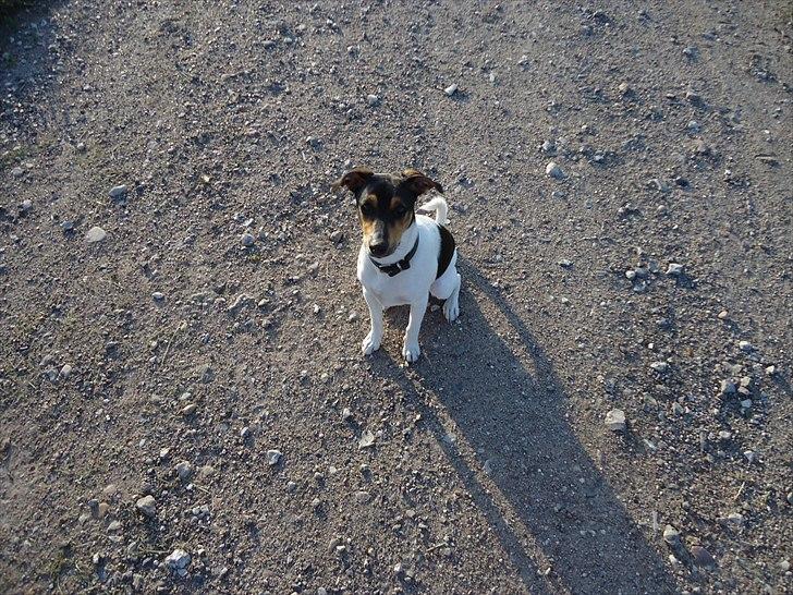 Dansk svensk gaardhund Joey billede 9