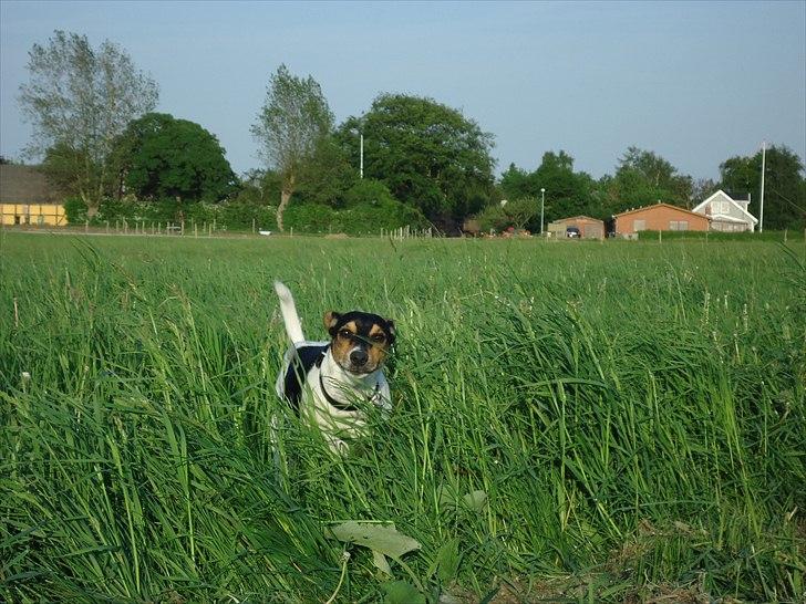 Dansk svensk gaardhund Joey billede 10