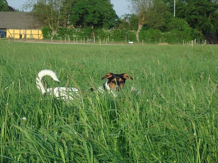 Dansk svensk gaardhund Joey billede 11