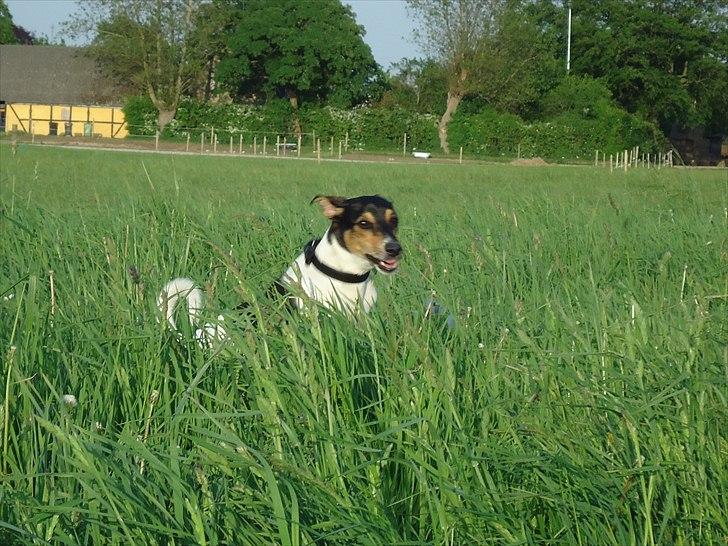 Dansk svensk gaardhund Joey billede 12