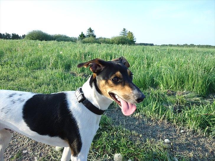 Dansk svensk gaardhund Joey billede 13