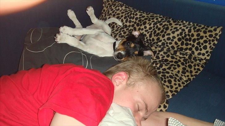 Dansk svensk gaardhund Joey billede 14