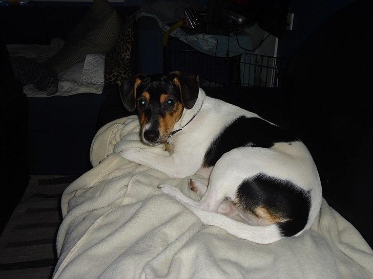 Dansk svensk gaardhund Joey billede 15