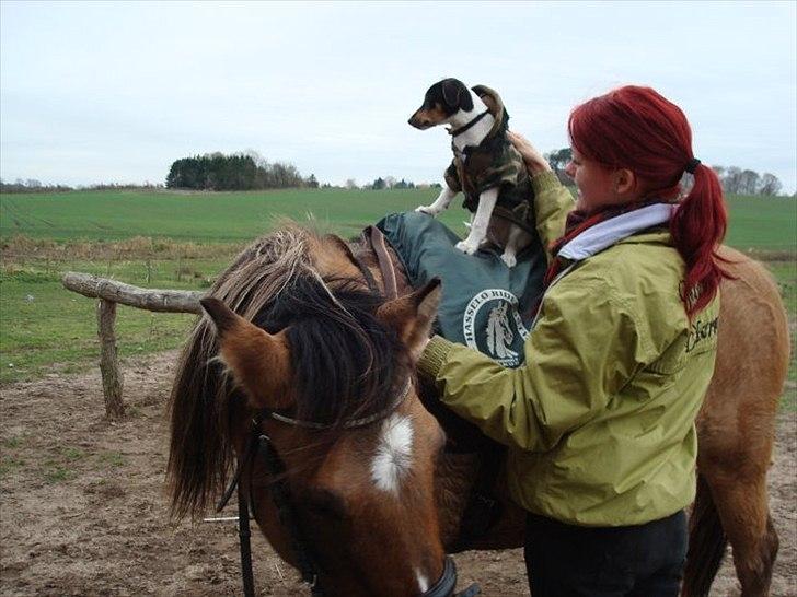 Dansk svensk gaardhund Joey billede 16