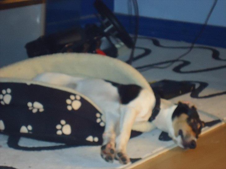 Dansk svensk gaardhund Joey billede 17