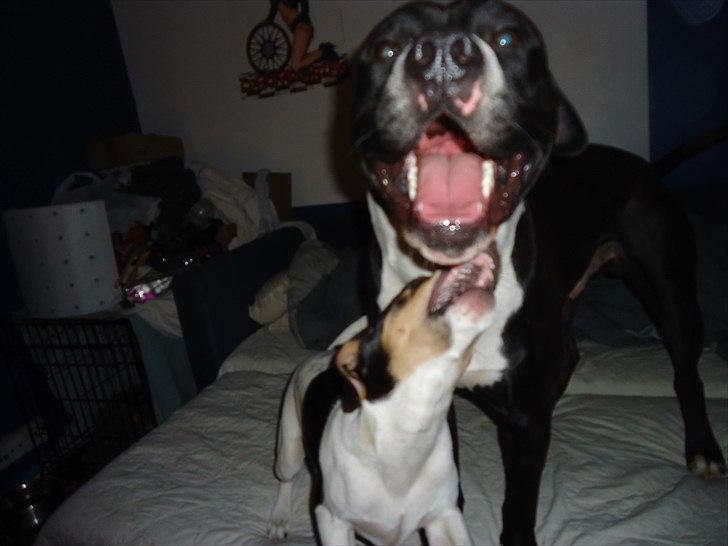 Dansk svensk gaardhund Joey billede 18