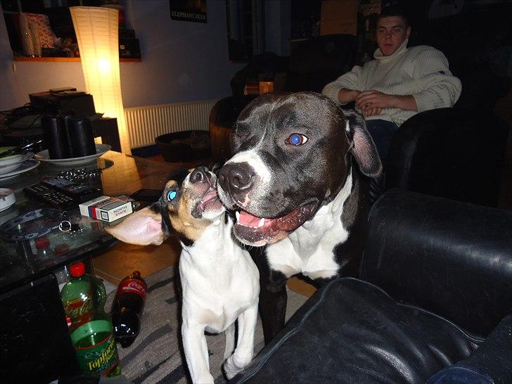 Dansk svensk gaardhund Joey billede 19