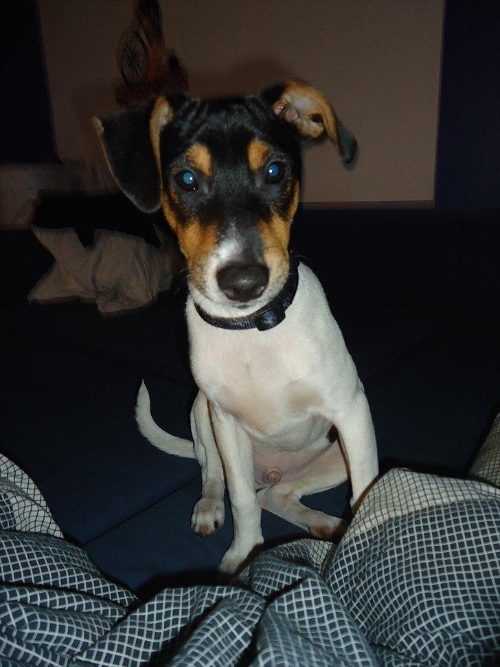 Dansk svensk gaardhund Joey billede 20