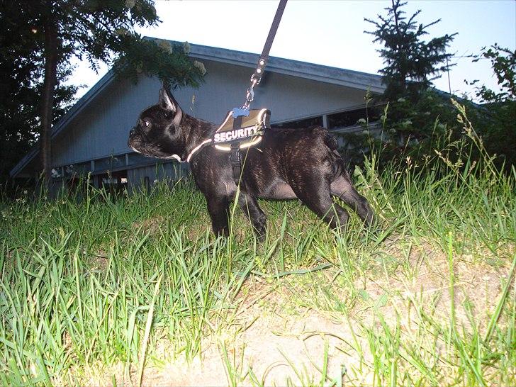 Fransk bulldog Tayson billede 14