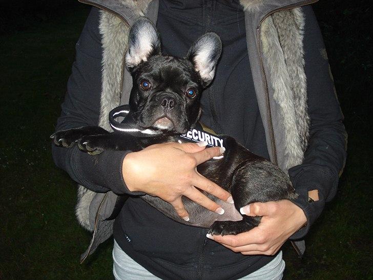 Fransk bulldog Tayson billede 15