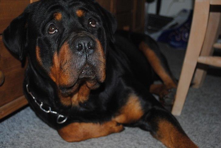 Rottweiler Rico<3 billede 1