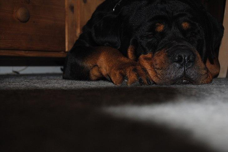 Rottweiler Rico<3 billede 4