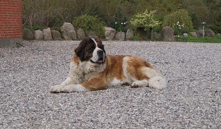 Sankt bernhardshund Meyhoff Carola-Patricia billede 16
