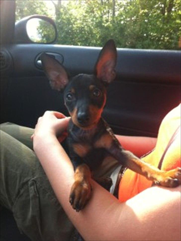 Dvaergpinscher Rødkildes Lucka - Lucka er med ude at køre :) 11 uger gammel billede 5
