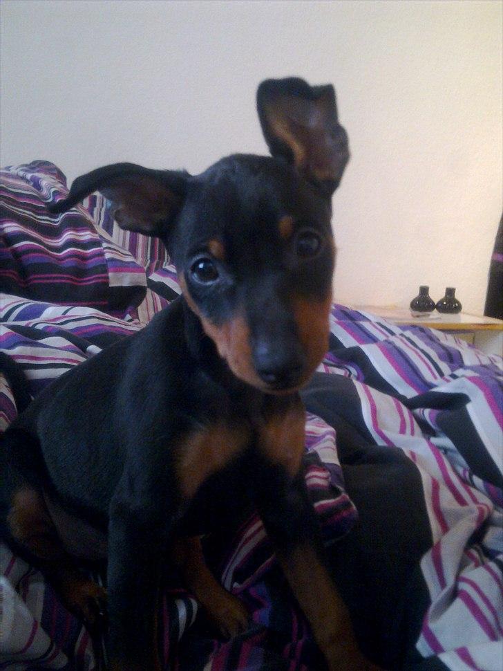 Dvaergpinscher Rødkildes Lucka - Lille Lucka 8 uger gammel billede 6