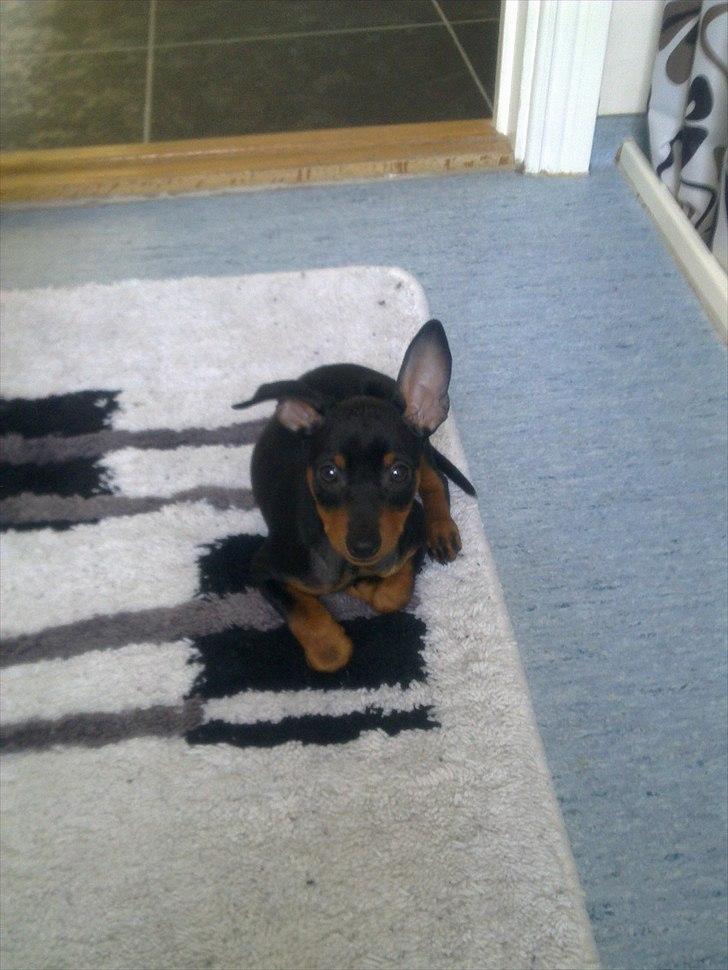 Dvaergpinscher Rødkildes Lucka - Lucka 9 uger gammel :) billede 7