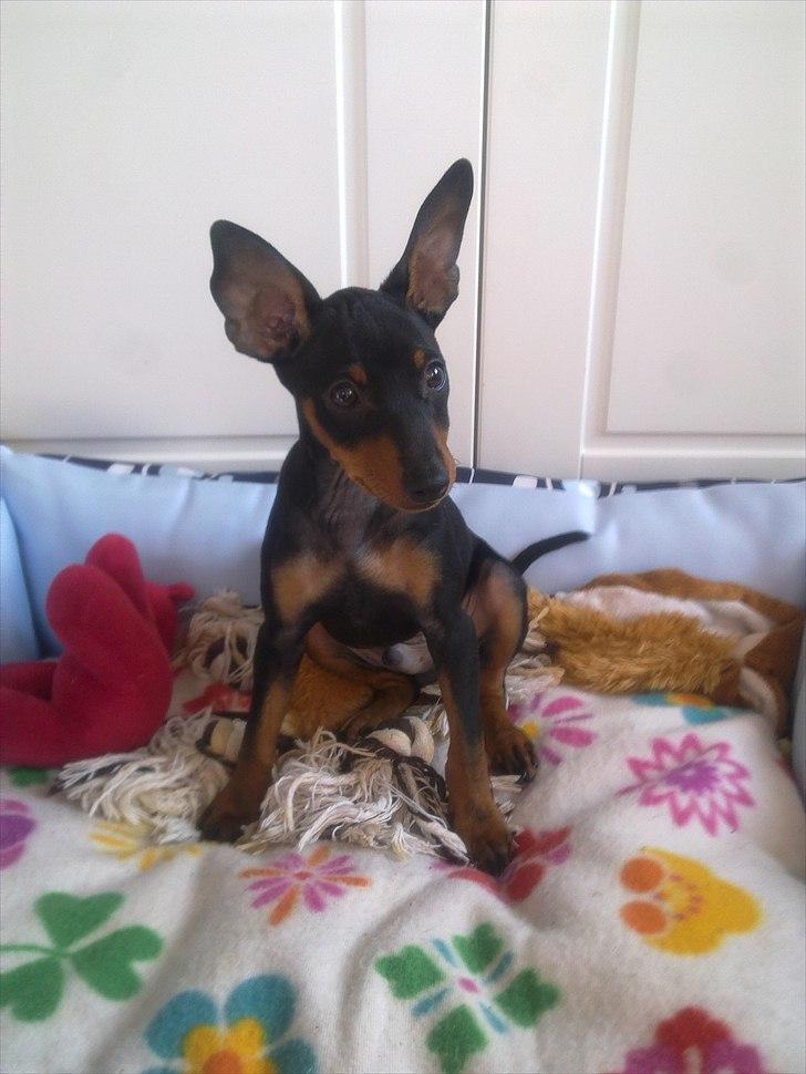 Dvaergpinscher Rødkildes Lucka - Lucka 11 uger gammel :) i sin kurv billede 4