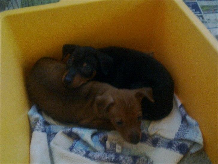 Dvaergpinscher Rødkildes Lucka - Lucka ligger med sin søster 6 uger gammel billede 8
