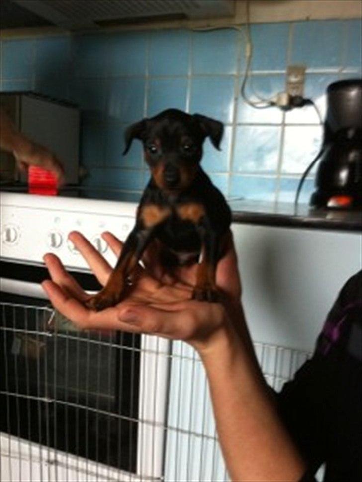 Dvaergpinscher Rødkildes Lucka - 6 uger gammel billede 9