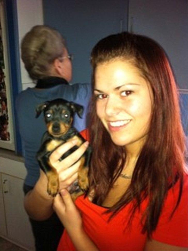 Dvaergpinscher Rødkildes Lucka - Mig og Lucka 6 uger gammel billede 10