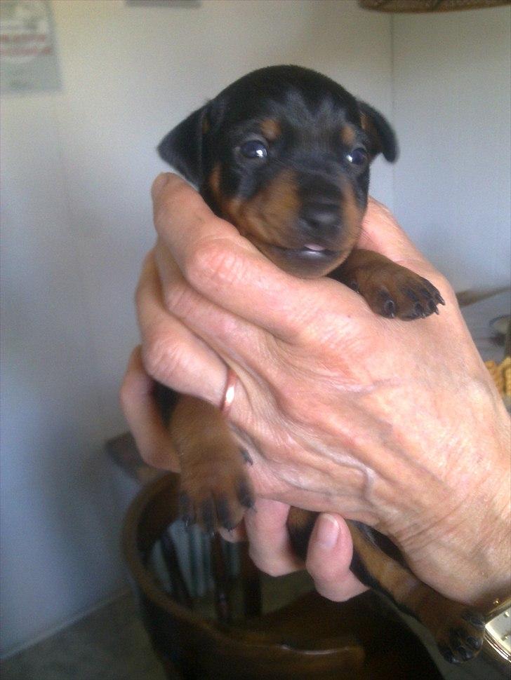 Dvaergpinscher Rødkildes Lucka - Kun 3 uger gammel :) billede 11