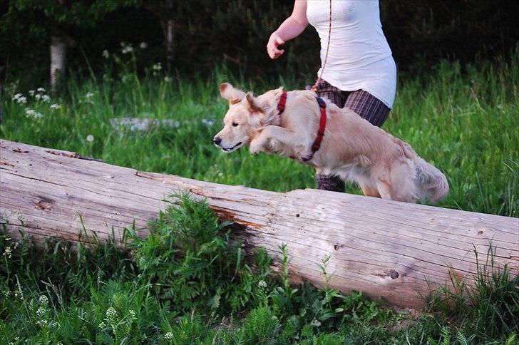 Golden retriever Niclanoma's Krongaard Tikka - Solgt :'( - 9) Wow, jeg kan jo springe en hel træstamme! Ö - På min 3 års fødselsdag! :D billede 9