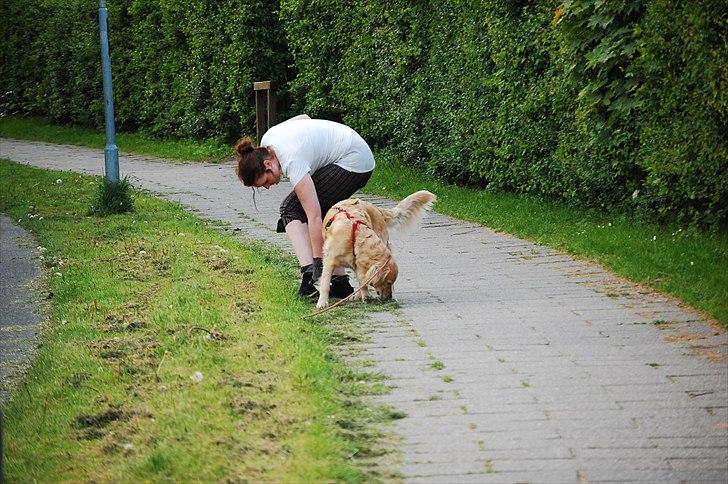 Golden retriever Niclanoma's Krongaard Tikka - Solgt :'( - 10) Hvad siger man? Hund så ejer? hahah xp - På min 3 års fødselsdag! :D billede 10