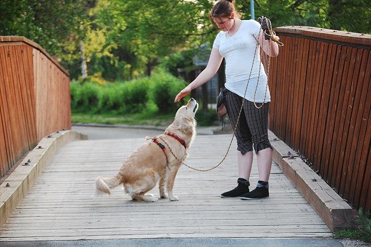 Golden retriever Niclanoma's Krongaard Tikka - Solgt :'( - 11) Uhh en klapper. Så kan jeg det ikke bare smække r*ven i sædet. haha. - På min 3 års fødselsdag! :D billede 11