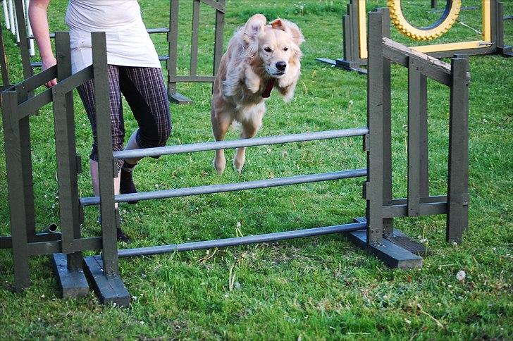 Golden retriever Niclanoma's Krongaard Tikka - Solgt :'( - 12) Jump in, Jump out! xp billede 12