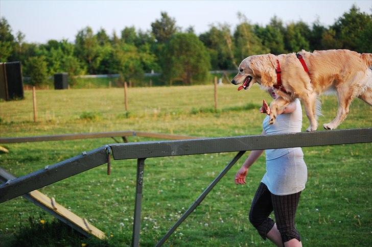 Golden retriever Niclanoma's Krongaard Tikka - Solgt :'( - 13) Uh uh! se hvor god jeg er! :D billede 13