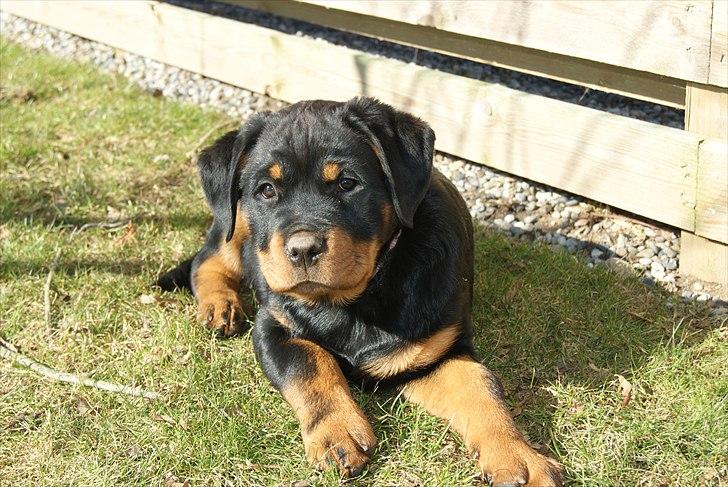 Rottweiler Kakestto's Geisha billede 1