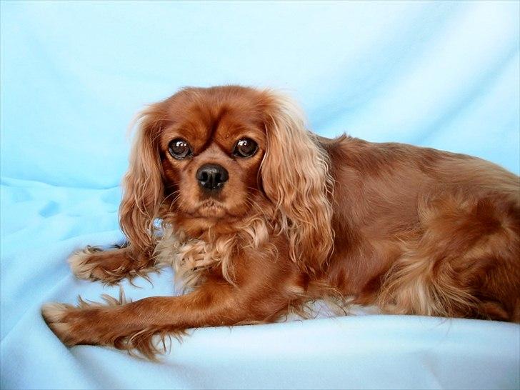 Cavalier king charles spaniel Malekit's Nuggi - Nuggi vores smukke ruby. billede 1
