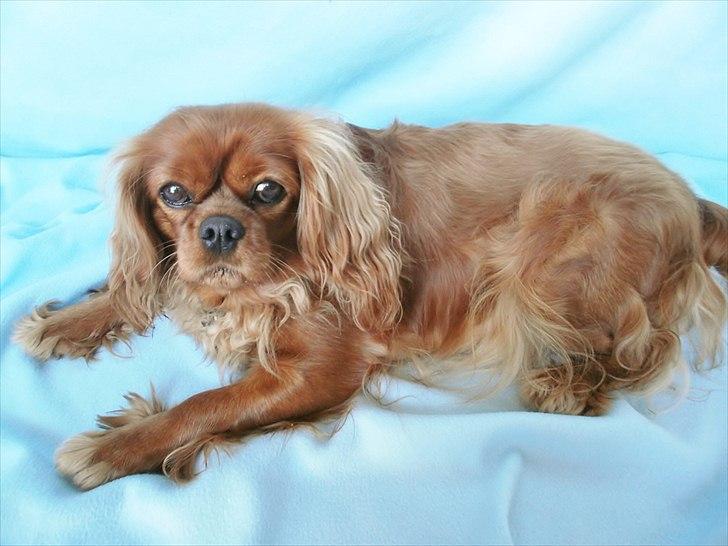 Cavalier king charles spaniel Malekit's Nuggi - smukke! billede 7