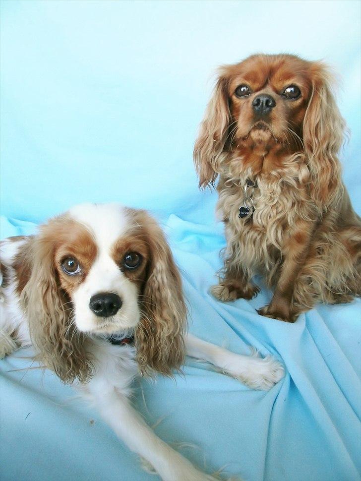Cavalier king charles spaniel Malekit's Nuggi - Nikita og Nuggi poserer for en kiks! billede 8
