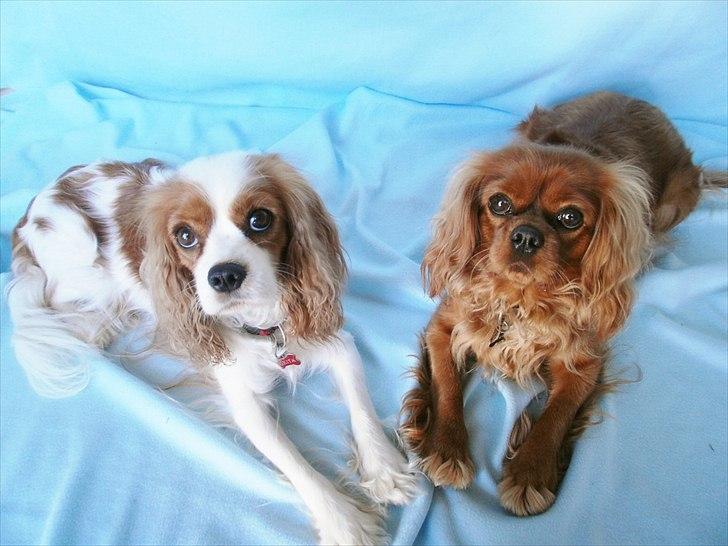 Cavalier king charles spaniel Malekit's Nuggi - Man vil virkelig gøre meget for en kiks! billede 9