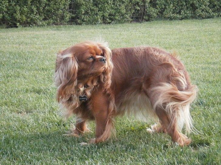 Cavalier king charles spaniel Malekit's Nuggi billede 10
