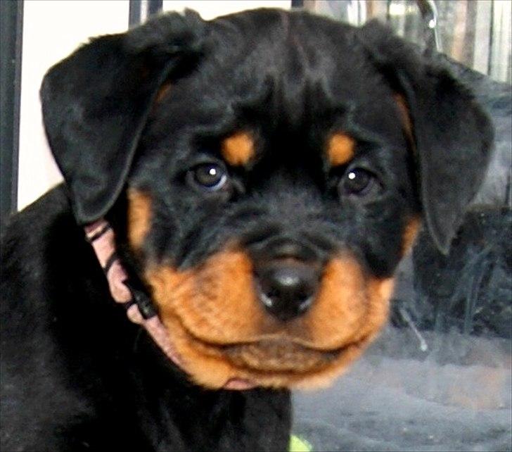 Rottweiler Kakestto's Geisha billede 2