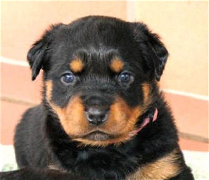 Rottweiler Kakestto's Geisha - Geisha 4 uger. billede 3