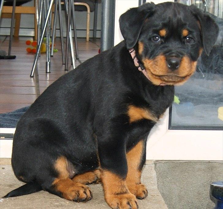 Rottweiler Kakestto's Geisha billede 4