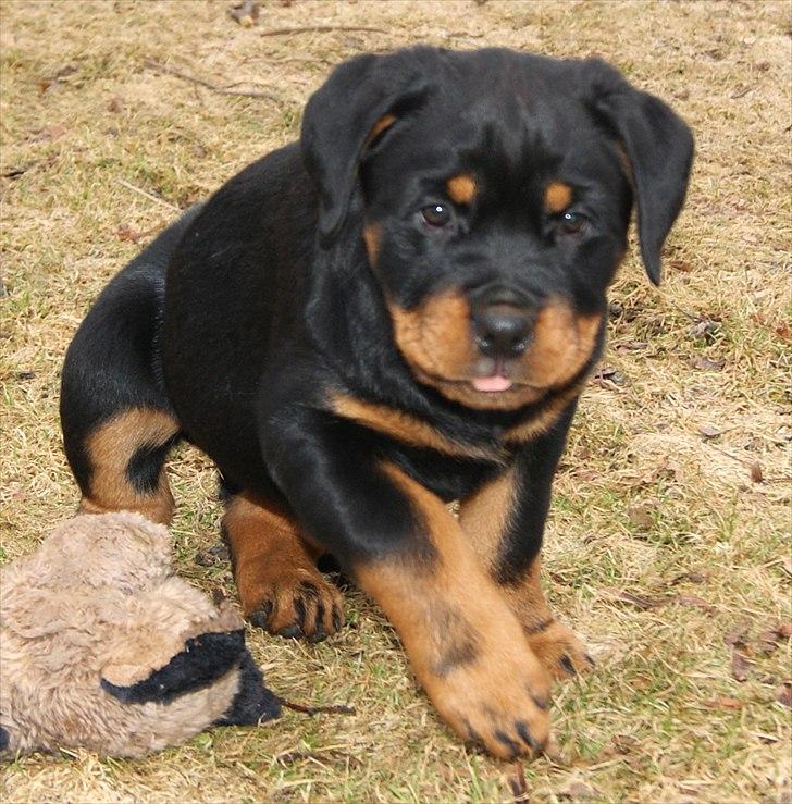 Rottweiler Kakestto's Geisha billede 5