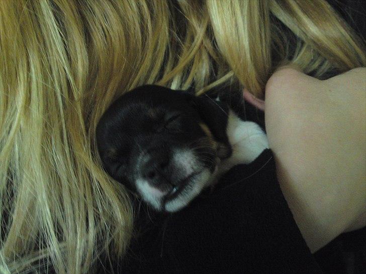 Dansk svensk gaardhund Ceres - 3½ uge gammel billede 9