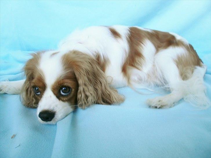 Cavalier king charles spaniel Malekit's Nikita - Lidt afpillet af hvalpe.... billede 10