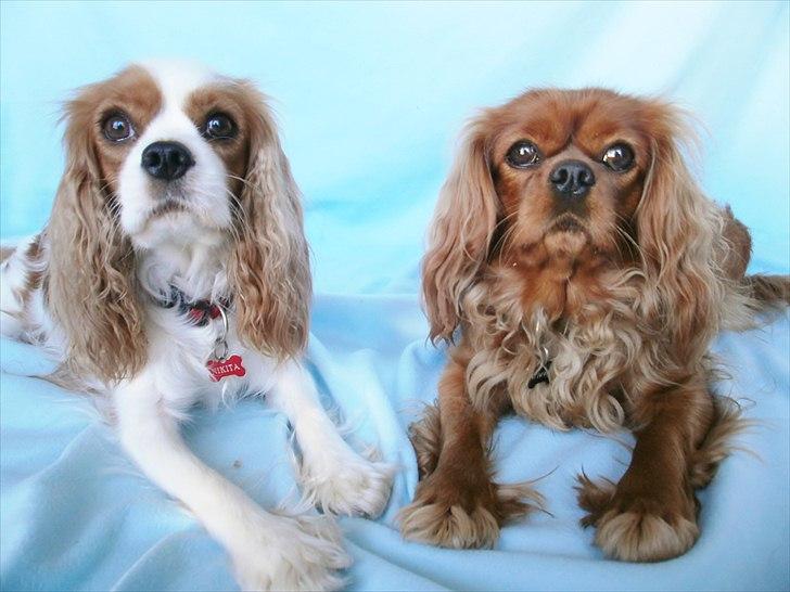 Cavalier king charles spaniel Malekit's Nikita - Nikita og Nuggi stiller op for fotografen. Bestikkelsen = KIKS! billede 11