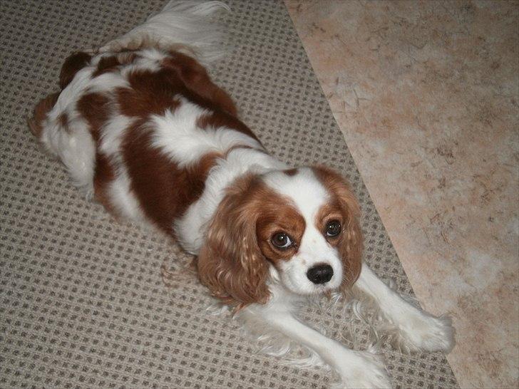 Cavalier king charles spaniel Malekit's Nikita - Nikita er meget gravid! billede 6