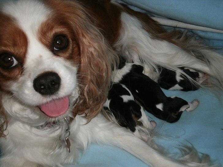 Cavalier king charles spaniel Malekit's Nikita - Nikita har lige født, meget stolt mor! billede 7