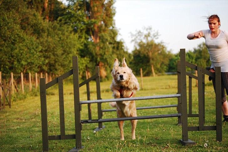 Golden retriever Niclanoma's Krongaard Tikka - Solgt :'( - 20) Vi startede med et spring billede, vi slutter med et spring billede xp billede 20