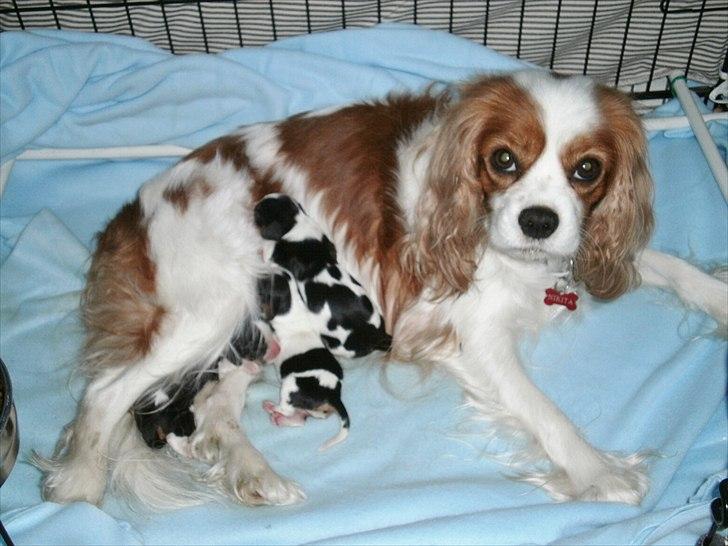 Cavalier king charles spaniel Malekit's Nikita - Stolt og dygtig mor. billede 8